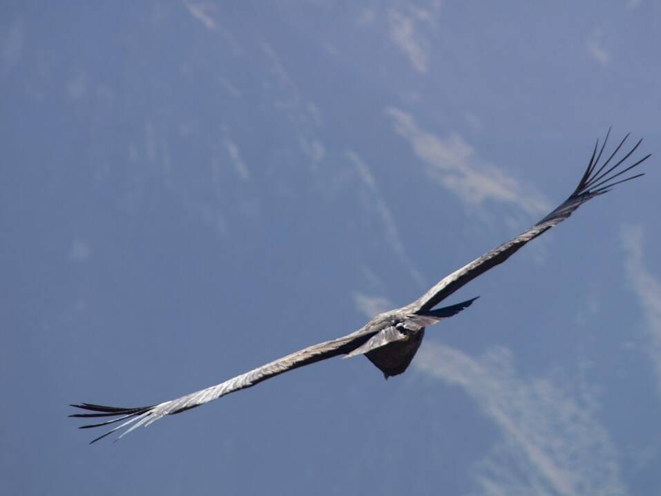 Condor: Direktflug Thailand-Frankfurt ab 290€ inkl. Gepäck