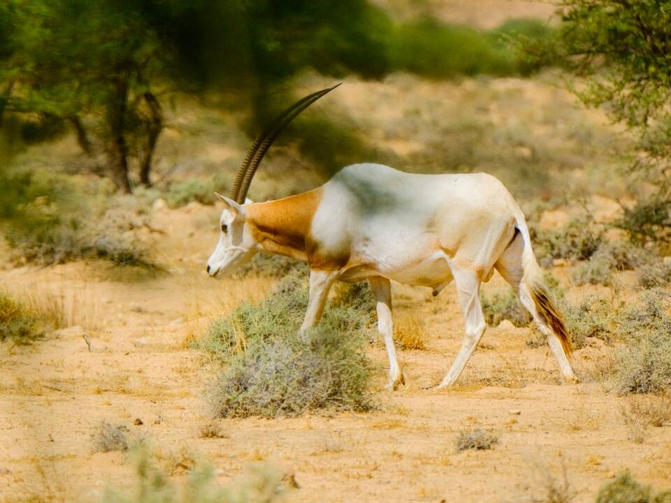 Tunesien: 1 Woche All-Inclusive im Steigenberger ab 570€ p.P.