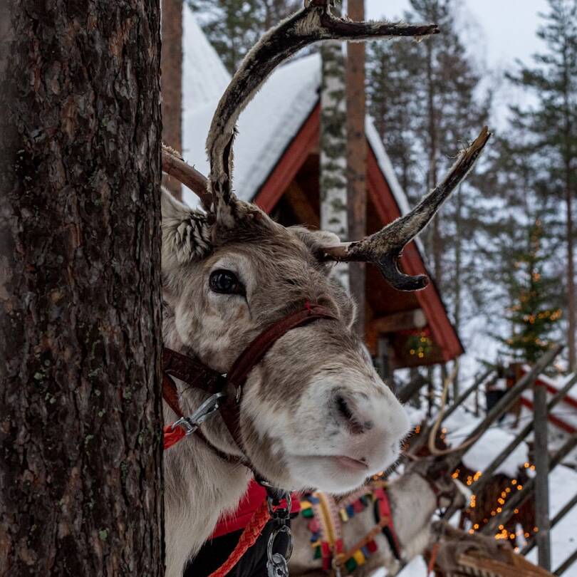 Winterzauber in Lappland: Rovaniemi ab 111€ ab Salzburg