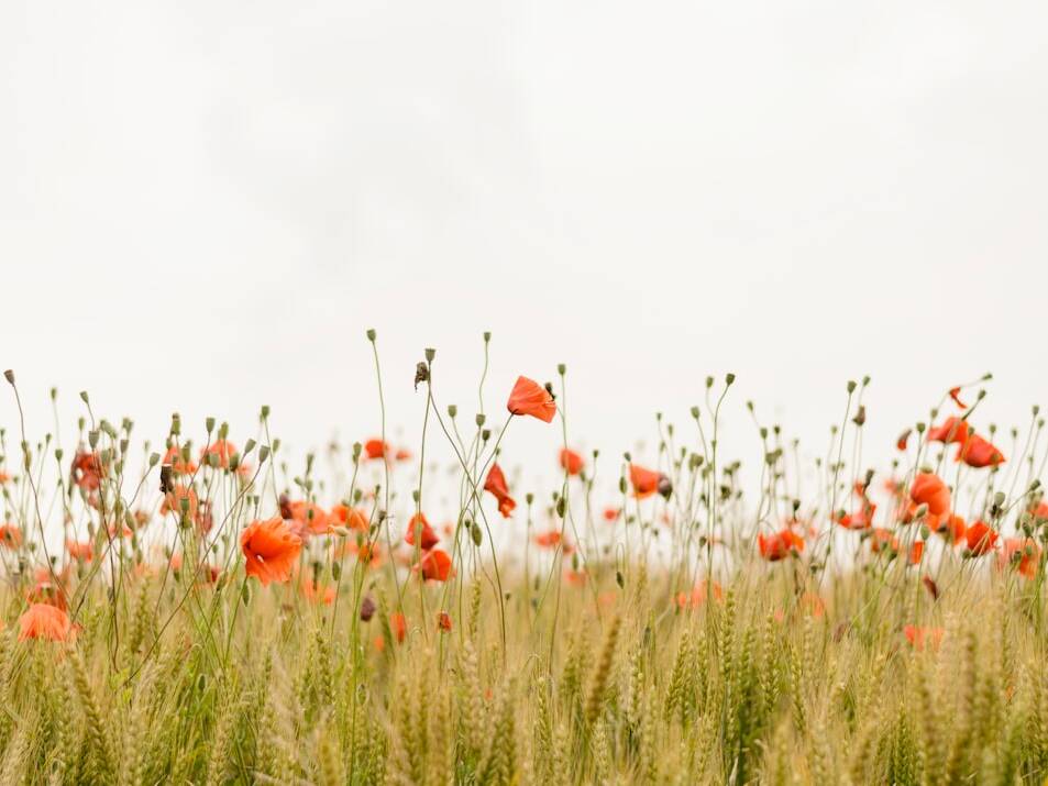 Günstige Center Parcs Ferienhäuser ab 11€ p.P./Nacht