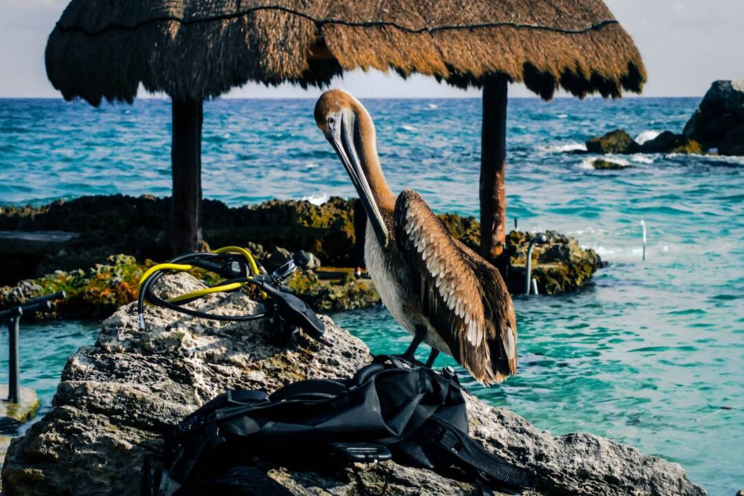 Luxuriös nach Cancun: Air Europa Business Class ab 1.402€