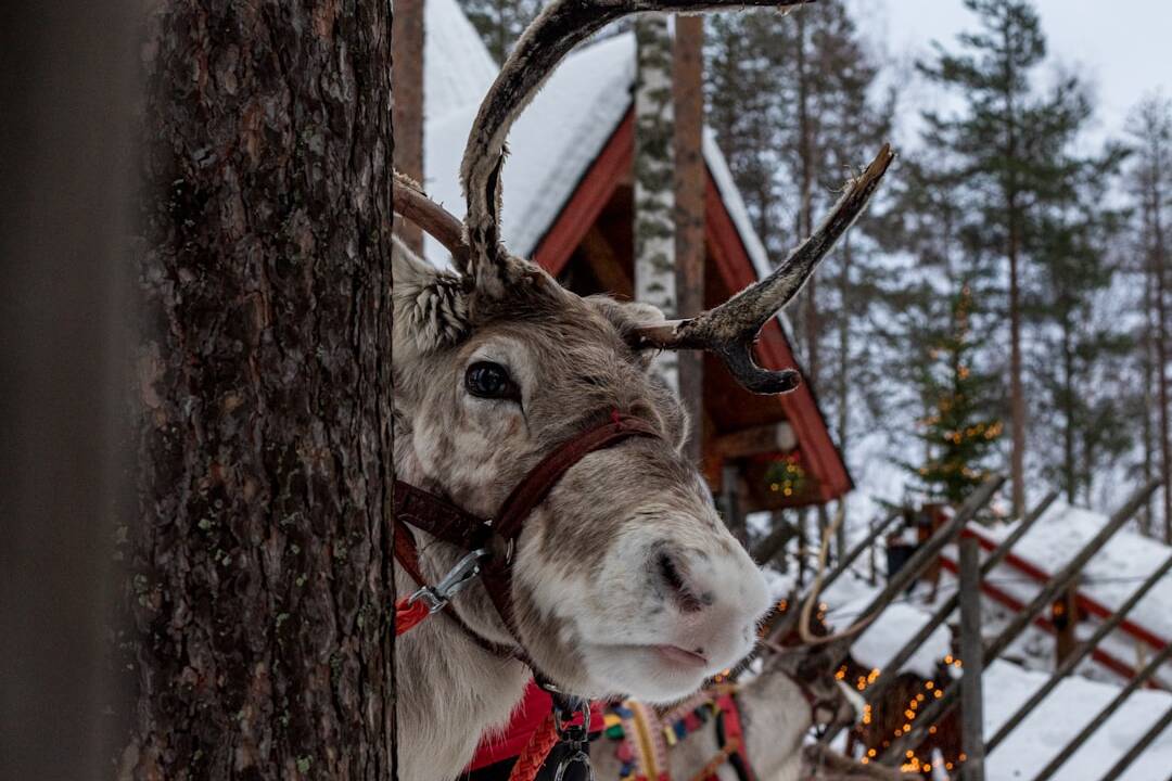 Spontan nach Rovaniemi: Günstige Flüge ab 108€!