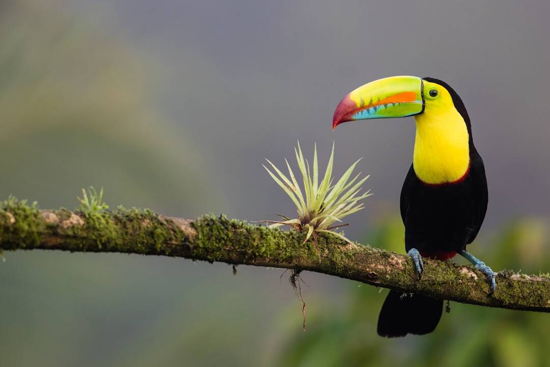 Costa Rica Juni 2025: Angebote ab 444€ mit Top-Airlines