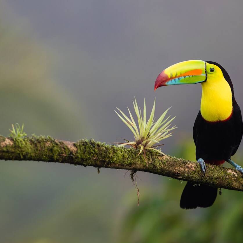 Costa Rica Juni 2025: Angebote ab 444€ mit Top-Airlines
