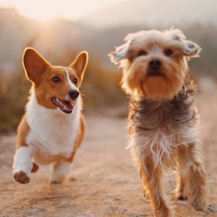 Hundefreundliche Flusskreuzfahrten: 6 Nächte ab 1.034€ p.P.