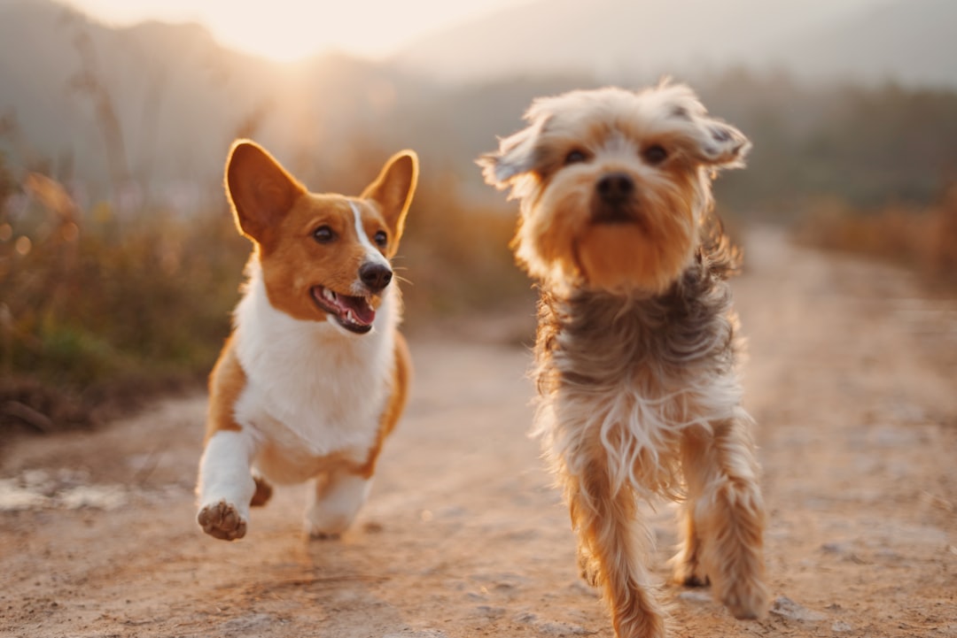 Hundefreundliche Flusskreuzfahrten: 6 Nächte ab 1.034€ p.P.