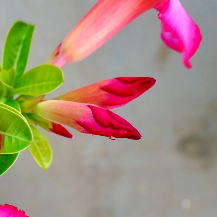 Günstig nach Westafrika: Royal Air Maroc ab München inkl. Gepäck