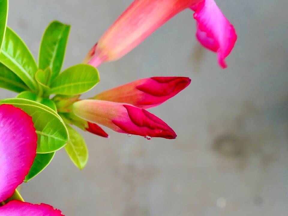 Günstig nach Westafrika: Royal Air Maroc ab München inkl. Gepäck